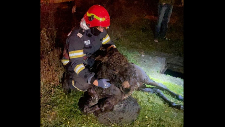 Magarusul "Aiurel" a fost salvat de pompieri dintr-un canal plin cu apa in prima zi din 2023 Imagine