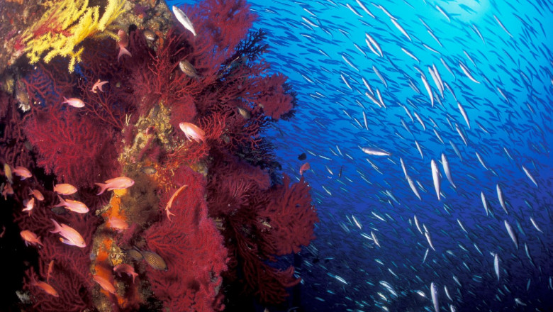 Mai multe specii marine ar putea disparea in urmatoarele saptamani din cauza incalzirii excesive a Marii Mediterane Imagine