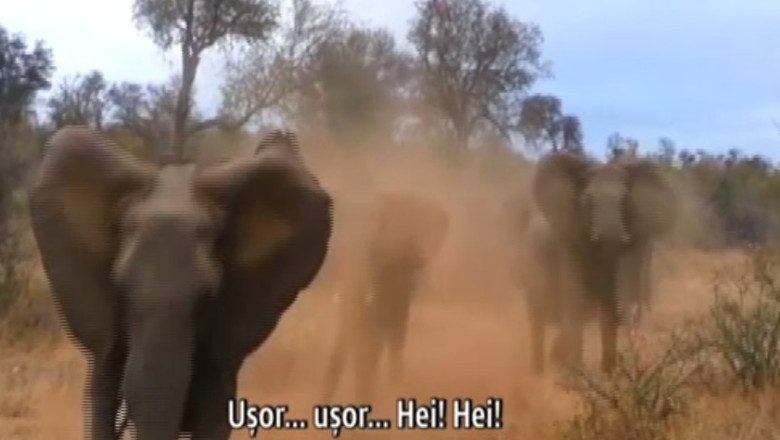 Mai multi turisti au fost atacati de un elefant intr-o rezervatie din Africa de Sud Imagine