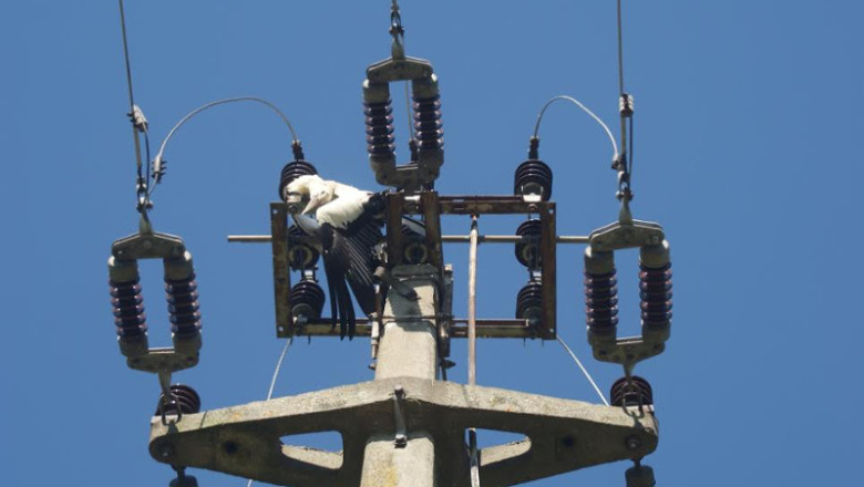 Mai putine pasari electrocutate in Oltenia - proiect Imagine
