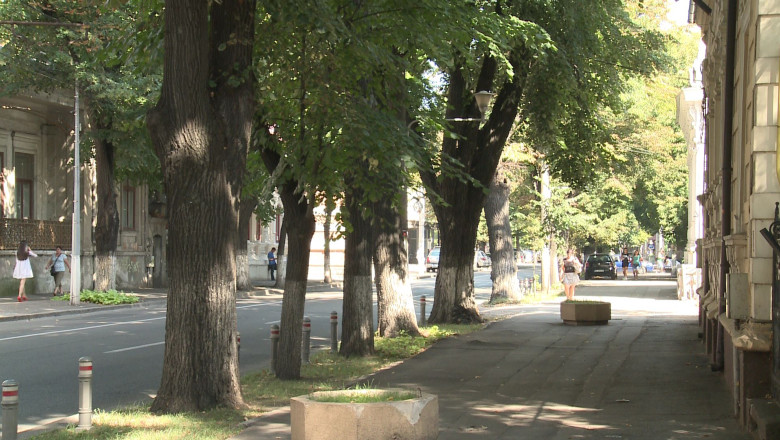 Mai putini tei pe strada Domneasca. Vor fi taiati arborii afectati de boli si de furtuni Imagine