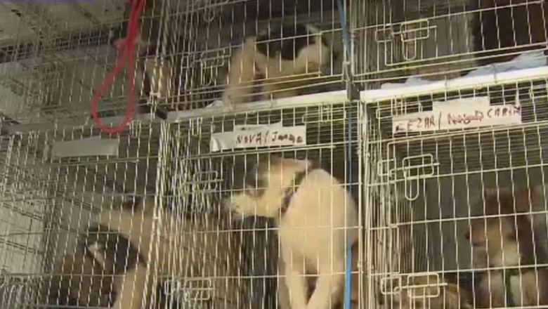 Maidanezi adoptati de straini Imagine