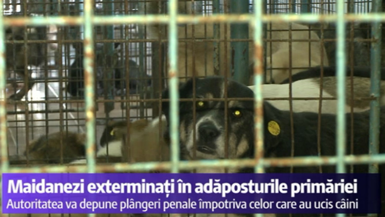 Maidanezi exterminati in adaposturile primariei. Reprezentantii ASPA promit o ancheta Imagine