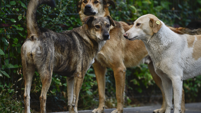 Maidanezii din Romania, doriti de straini Imagine