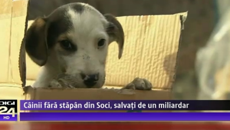 Maidanezii din Soci, la mana miliardarului Oleg Deripaska. Sute de caini fara stapan au scapat de eutanasiere Imagine