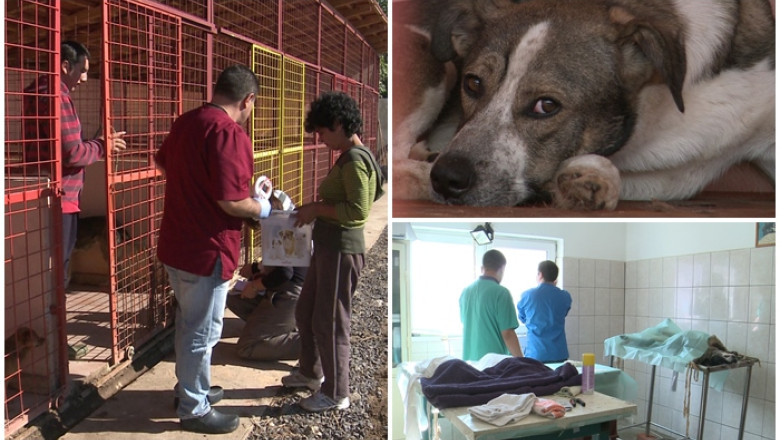 Maidanezii din Timisoara, sterilizati de medici din Danemarca Imagine