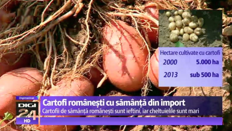 Mancam cartofi de import, chiar daca cresc in Brasov si Covasna Imagine