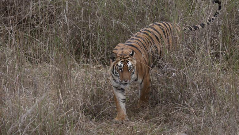 „Mancatorul de oameni” a fost ucis. Un tigru a fost impuscat dupa ce a omorat cel putin 9 persoane, printre care si o mama si un copil Imagine
