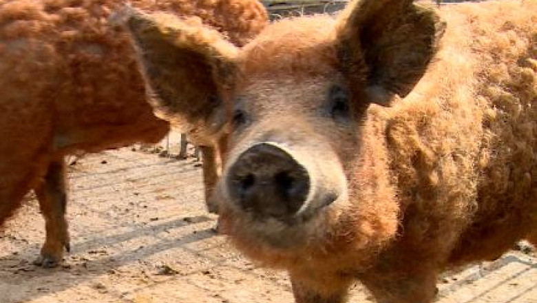 Mangalita, din nou la mare cautare. Carnea acestuia are cel mai putin colesterol dintre toate rasele de porci din lume, sustin cercetatorii din Turda  Imagine