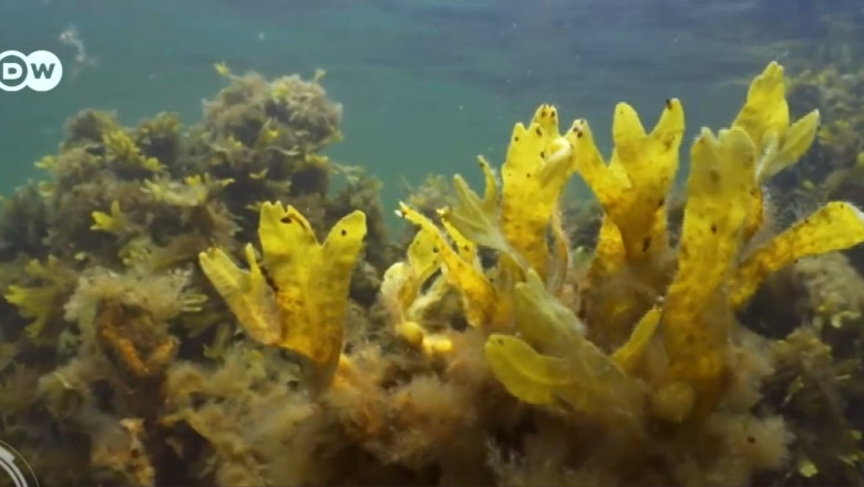 Marea Baltica ramane fara peste din cauza algelor. „Zone moarte” au aparut pe fundul apei Imagine