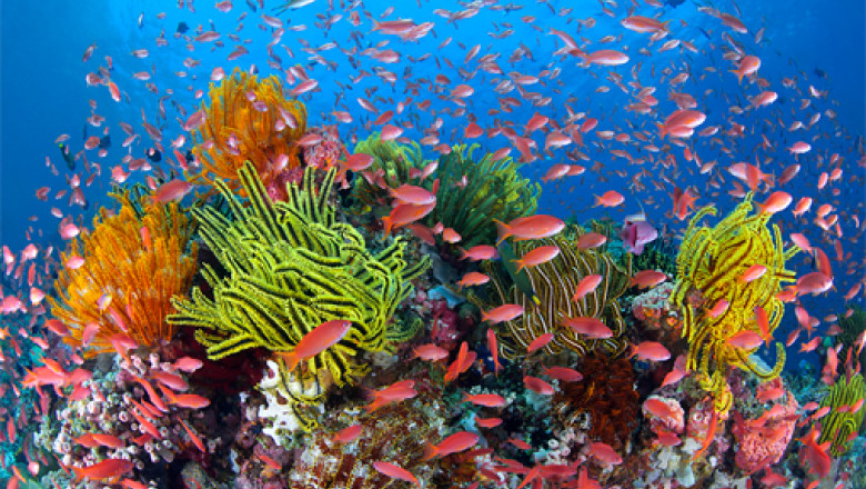 Marea bariera de corali, pusa in pericol de construirea unui port de carbune Imagine