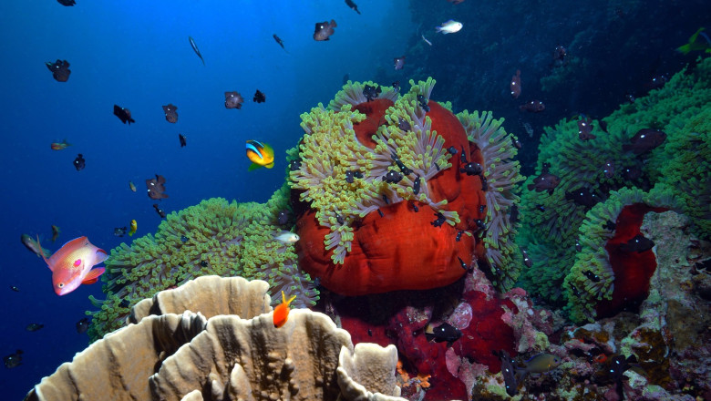 Marea Bariera de Corali sufera cel mai grav declin din istorie Imagine