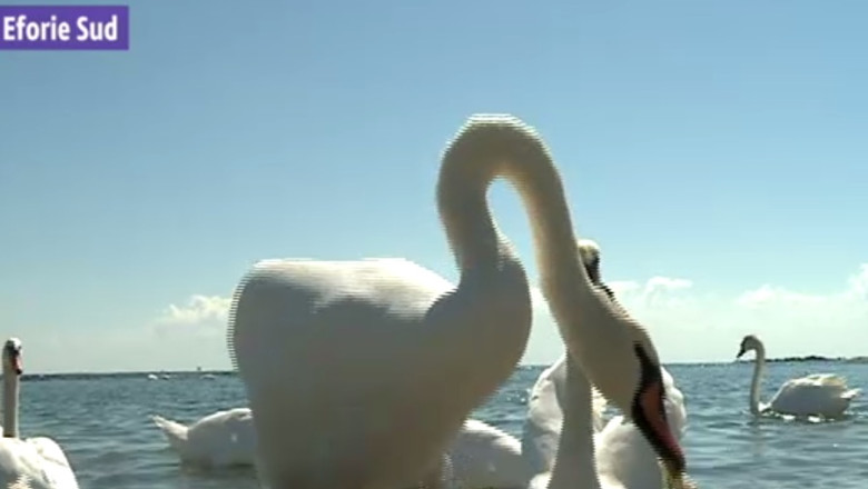 Marea lebedelor. Pasarile au venit din Delta pe litoral in cautare de hrana Imagine