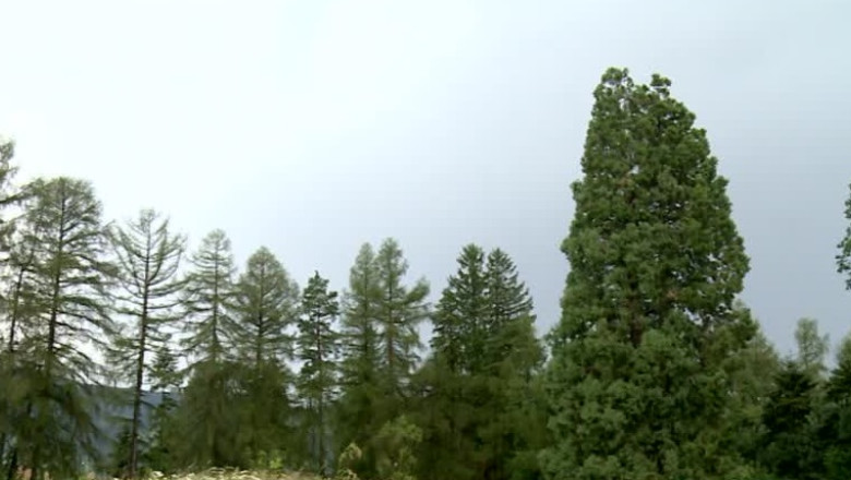 Marea retrocedare, decisa la Cluj Imagine