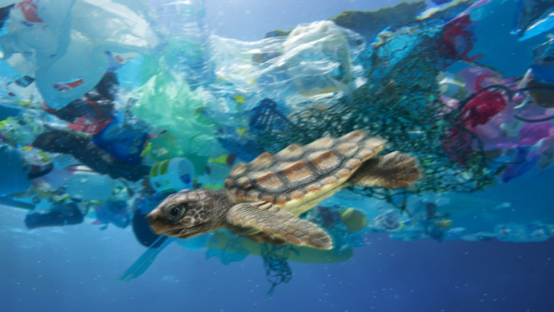 Marele petic de gunoi din Pacific gazduieste acum sute de specii intalnite, de obicei, in zonele de coasta Imagine