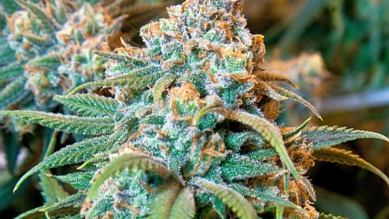 Marijuana devine legala si in statul New York, dar numai in scop medical Imagine