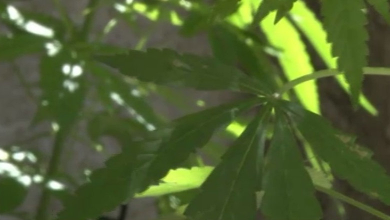 Marijuana va fi legalizata in Uruguay Imagine