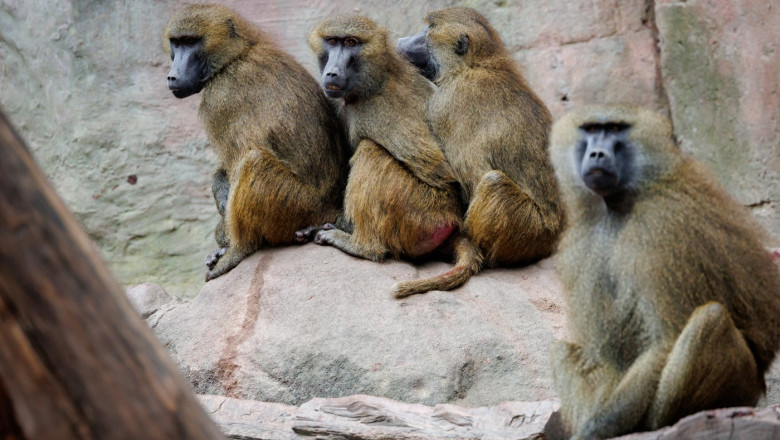 „Masacrul babuinilor” din Nuernberg: gradina zoologica germana a hranit leii cu carnea primatelor sacrificate Imagine