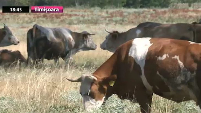 Masuri impotriva bolii limbii albastre. Autoritatile au impus restrictii Imagine