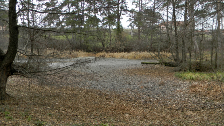 Masuri pentru salvarea lacului cu nuferi din Baile 1 Mai Imagine