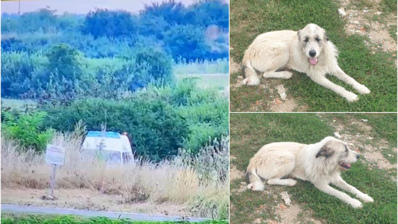 Medic veterinar din Timis, filmat cand abandoneaza un caine pe camp. Amendat de politie, veterinarul se apara Imagine