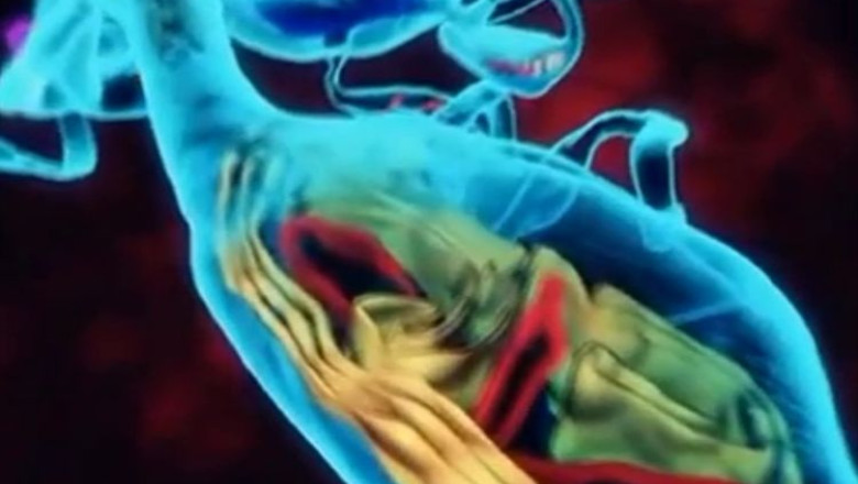 Medici: Telocitele ar putea vindeca bolile ficatului si inimii Imagine