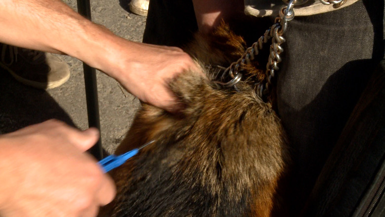 Medicul veterinar de la adapostul Primariei din Oradea, judecat pentru cruzime Imagine