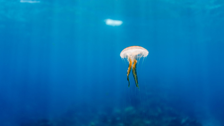 Meduzele au oprit o centrala nucleara din Franta. Cum s-a intamplat incidentul Imagine