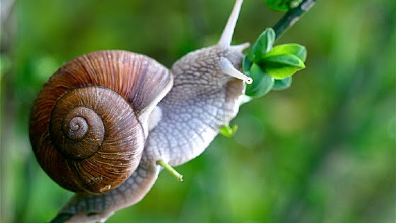 Melcii, mai rapizi decat se credea. Cercetatorii britanici au studiat comportamentul molustelor Imagine