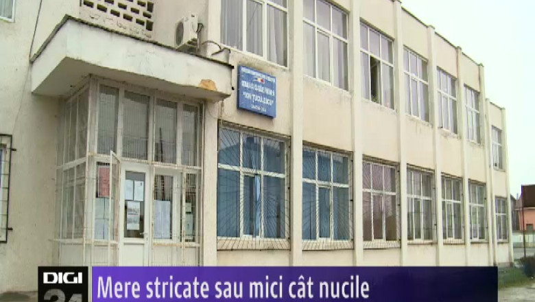 Mere stricate sau mici cat nucile pentru elevii din Dolj si Olt   Imagine