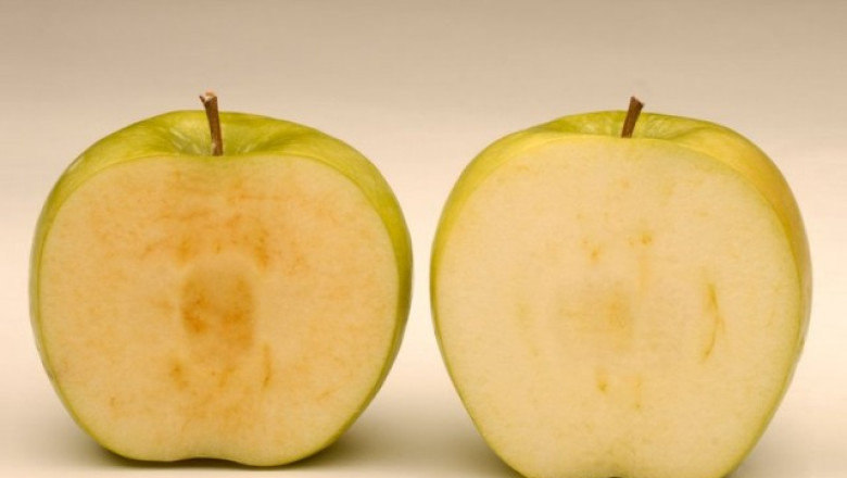 Merele modificate genetic au fost aprobate pentru consum in SUA Imagine