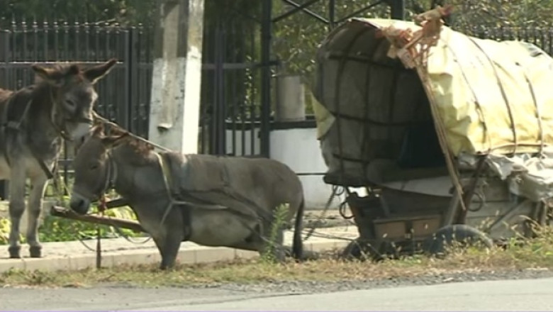 Mesaj pe un buletin de vot: „In Romania specia dominanta nu mai e omul, ci magarul” Imagine