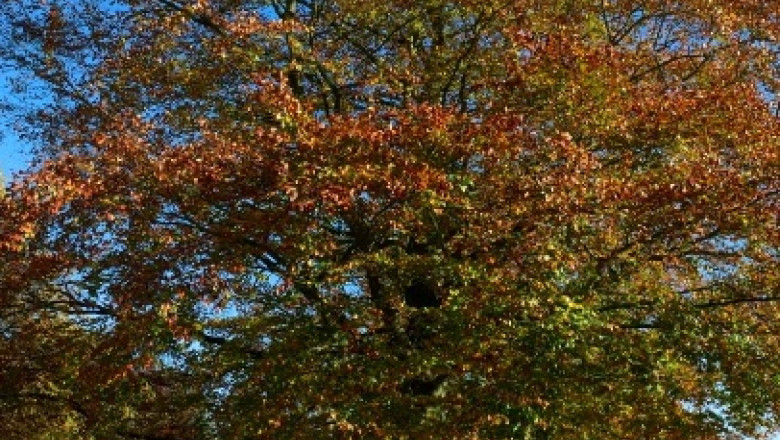 METEO. Vremea la noapte si maine Imagine