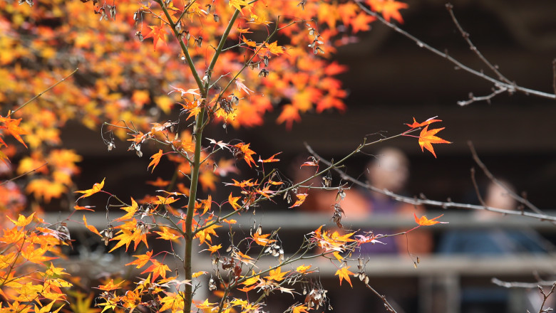 Meteorologii au revizuit estimarile pentru urmatoarele saptamani. Cum va fi vremea in noiembrie Imagine