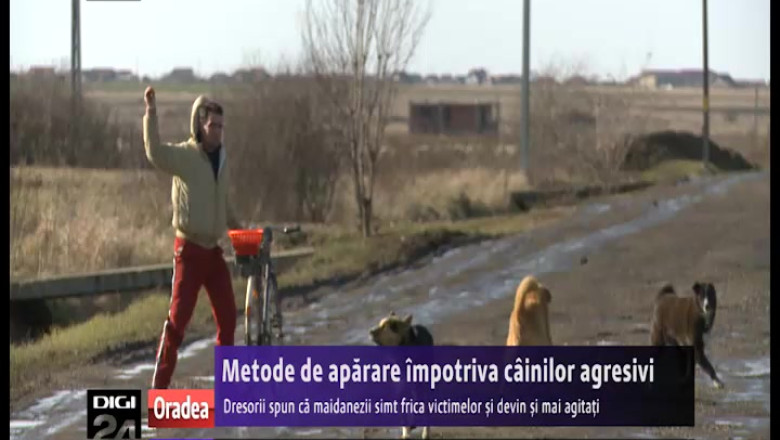 Metode de aparare impotriva cainilor agresivi. Specialistii spun ca maidanezii simt frica victimelor si devin si mai agitati Imagine