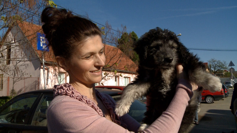 Microcipare de teama amenzilor. Proprietarii de caini din Oradea au stat la rand ca sa-si inregistreze animalele Imagine
