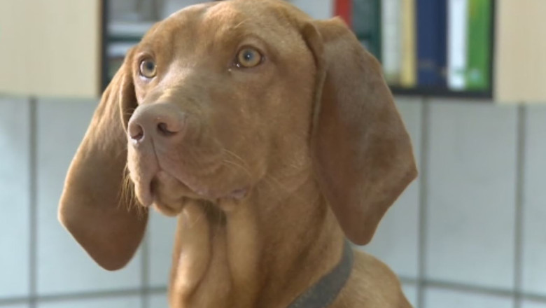 Microciparea, greu de aplicat Imagine