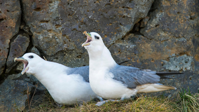 Microplasticul perturba sistemul digestiv al pasarilor marine. Oamenii pot fi si ei afectati (studiu) Imagine