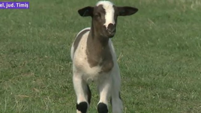 Miei cu origini africane zburda in stanele Banatului Imagine