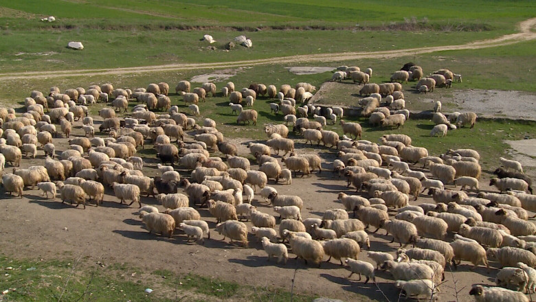 Mieii, sacrificati in abatoare autorizate. Noua procedura ar putea scumpi carnea de miel Imagine