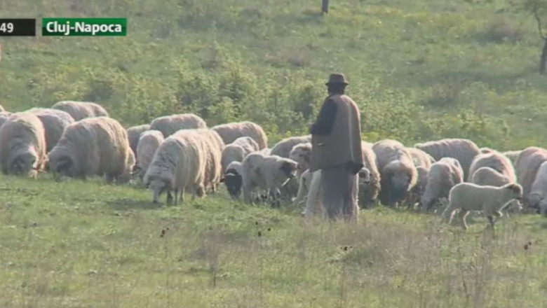 Mieii, vedete pe internet. Ciobanii isi vand animalele in spatiul virtual, unde au mai multi clienti decat in targuri si piete Imagine