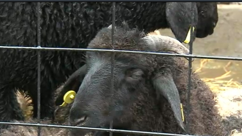 Mielul fara acte, un obicei periculos. Multi producatori vand carne fara analize si fara factura Imagine