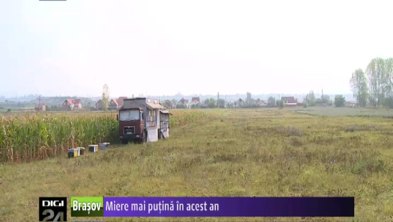 Miere mai putina, in acest an Imagine