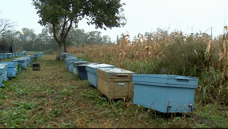 Miere mai scumpa. Preturile se maresc cu aproximativ 30 la suta Imagine