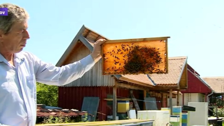 Mierea de salcam, putina si scumpa. Ploile au stricat afacerile apicultorilor Imagine