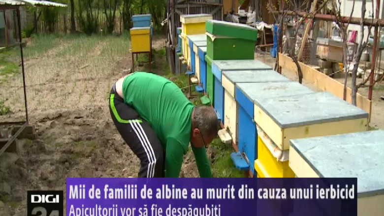 Mii de albine au murit din cauza unui ierbicid, intr-o comuna din Olt. Apicultorii vor sa fie despagubiti   Imagine