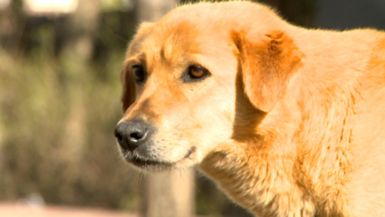 Mii de caini comunitari pe strazile Iasiului. Zilnic, persoane atacate de maidanezi ajung la spital Imagine
