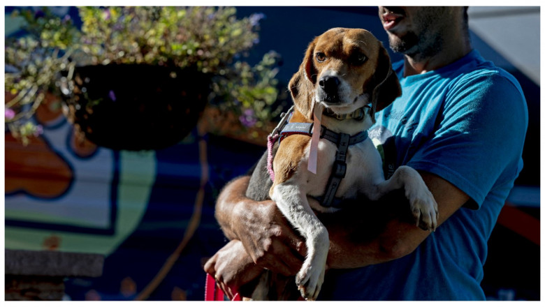 Mii de caini din rasa Beagle au fost salvati dintr-o pepiniera inainte sa ajunga cobai in laboratoarele de testare a medicamentelor Imagine