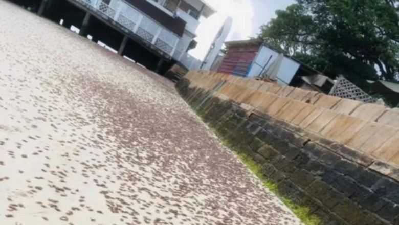 Mii de crabi gasiti morti pe plajele din Zanzibar. Autoritatile au deschis o ancheta Imagine