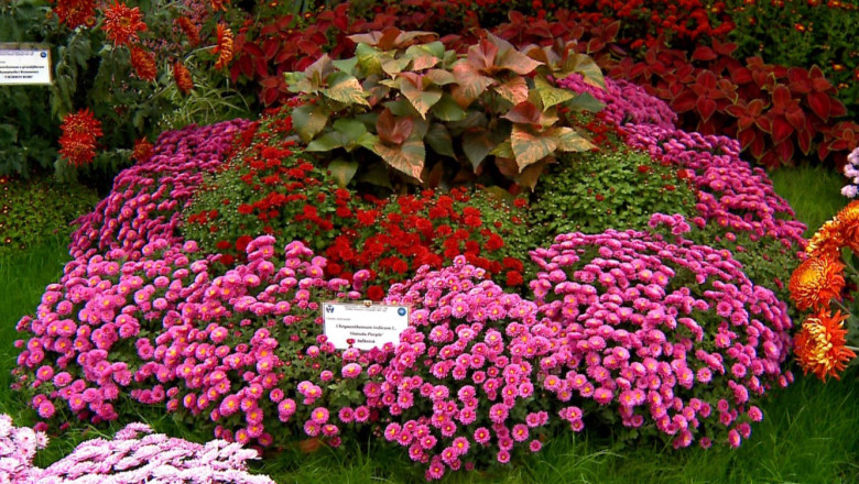 Mii de exemplare de crizanteme si dumitrite din 250 de soiuri, expuse la Gradina Botanica. GALERIE FOTO Imagine
